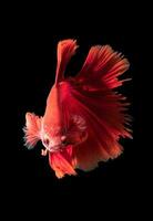 röd siamese stridande fisk, betta splendens foto