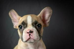porträtt av söt liten franska bulldogg foto
