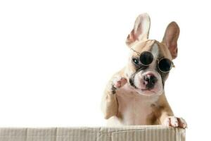 franska bulldogg ha på sig solglasögon spelar i låda foto