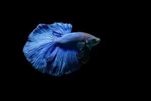 blå siamese stridande fisk, betta splendens foto