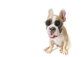 söt franska bulldogg ha på sig solglasögon isolerat foto