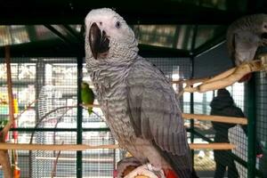 grå papegoja i en sällskapsdjur affär foto