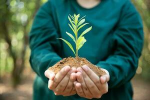 hand innehav ung växt på bokeh grön natur bakgrund. begrepp eco jord dag, miljö dag. kvinna hand innehav plantor träd växande på jord i händer, skyddande skog Resurser. foto