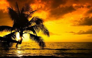 handflatan träd på de strand under solnedgång av skön en tropisk strand på orange himmel bakgrund foto