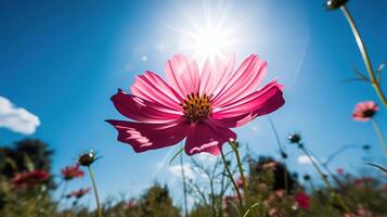 skön kosmos blommor blomning i trädgård, generativ ai foto