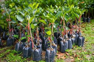 jackfrukter växt träd , ung växt av jackfrukter i jord fröplanta väska för plantering foto