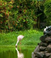 vacker rosa flamingo foto