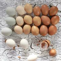 olika kyckling ägg Färg, annorlunda skugga av ägg foto
