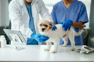 två doktorer är granskning honom. veterinär medicin begrepp. shih tzu hund i veterinär klinik. foto