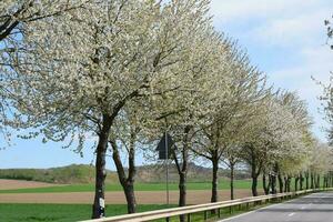 vit blomning körsbär träd på de vid vägkanten foto