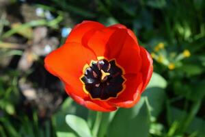 stor röd blomning tulpan foto