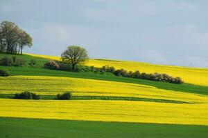 grön och gul fält i vår foto