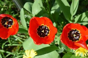 röd blomning tulpan foto