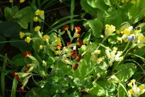 vild primula blommor i vår foto