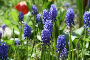 blå blomning muscari blommor foto