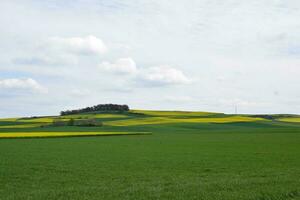 grön och gul fält i vår foto