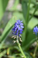 blå muscari blomma i vår foto