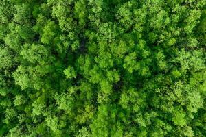 antenn topp se av mangrove skog. Drönare se av tät grön mangrove träd fångar co2. grön träd bakgrund för kol neutralitet och netto noll utsläpp begrepp. hållbar grön miljö. foto