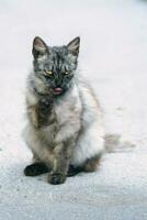 porträtt skott av skön inhemsk färgrik katt med henne tunga ut foto