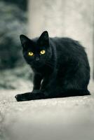 porträtt skott av skön svart katt foto