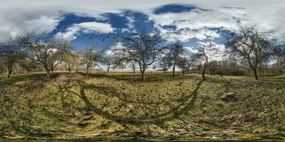 full sömlös sfärisk hdri 360 panorama se i äpple trädgård fruktträdgård med klumpig och knotig grenar i likriktad utsprång foto