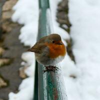 stänga upp foton tagen av en mycket söt robin fågel i mycket Häftigt väder