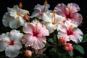 grupp av vit och rosa hibiskus blommor. ai genererad foto