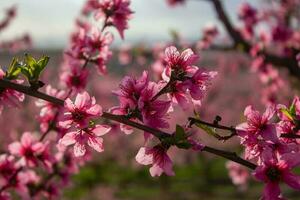 persika blomma i Spanien foto