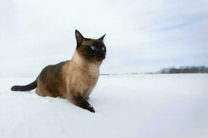 katt i vinter. siamese katt promenader på snödrivor. foto