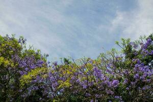 lila jacaranda träd med blå himmel och moln bakgrund foto