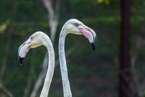 flamingo vackra porträtt foto