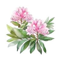 generativ ai innehåll, buske rhododendron ljus rosa kvist med blommor och löv vattenfärg hand dra illustration på en vit bakgrund. foto