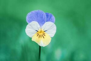 fikus blomma altfiol tricolor på grön gräs bakgrund foto