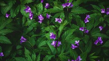 skog blommor för mörk lynnig blommig bakgrund, kardamin pentaphyllos foto