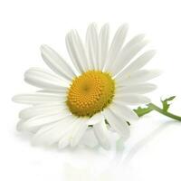daisy blomma isolerat på vit bakgrund som paket design element, generera ai foto
