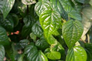 daun sirih eller betel blad. betel är en inföding växt av indonesien den där växer vinstockar eller vilar på Övrig träd trunkar foto