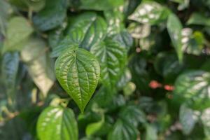 daun sirih eller betel blad. betel är en inföding växt av indonesien den där växer vinstockar eller vilar på Övrig träd trunkar foto