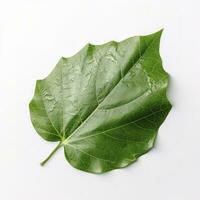 grönskande grön blad isolerat på vit bakgrund, generera ai foto