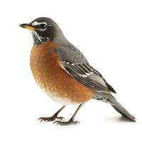 amerikan robin erithacus rubecula isolerat på vit bakgrund, generera ai foto