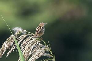 zitting cisticola eller cisticola juncidis observerats i större rann av kutch, Indien foto