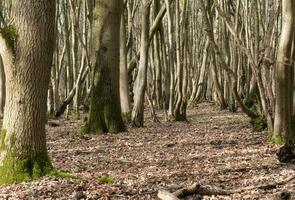 antikens folk skogsmarker i suffolk foto