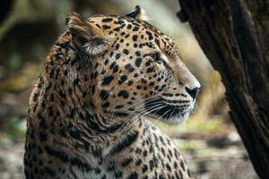 persisk leopard, panthera pardus saxifärg foto