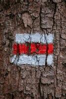 turist tecken på träd bark. märkning av turist rutter foto