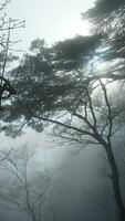 de solljus löpning genom de glipa av träd och stenar i de dimmig dag foto