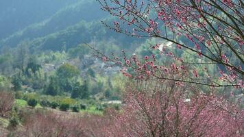 de skön bergen se med de rosa blommor blomning på de backe av de kulle i vår foto