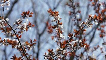 de skön blommor blomning i de trädgård i vår med de värma solljus foto