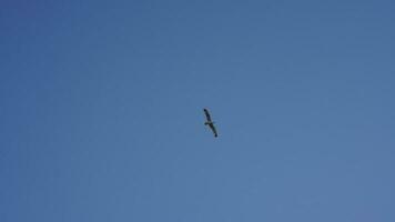 ett fiskmås flygande i de himmel med de klar blå himmel som bakgrund foto