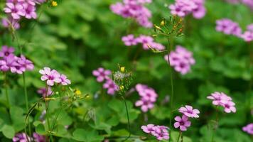 de skön blommor blomning i de trädgård i vår med de värma solljus foto