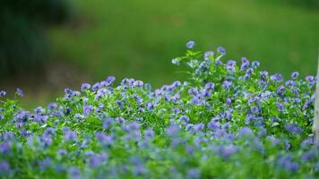 de skön blommor blomning i de trädgård i vår med de värma solljus foto