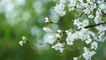 de skön blommor blomning i de trädgård med de regnig droppar i de regnig dag foto